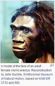 homo_erectus.jpg