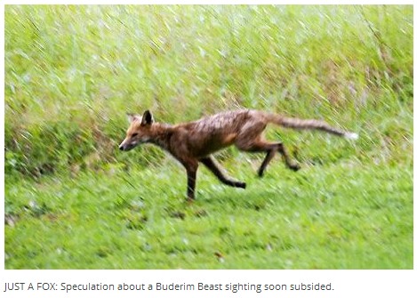 buderim_beast_02.jpg