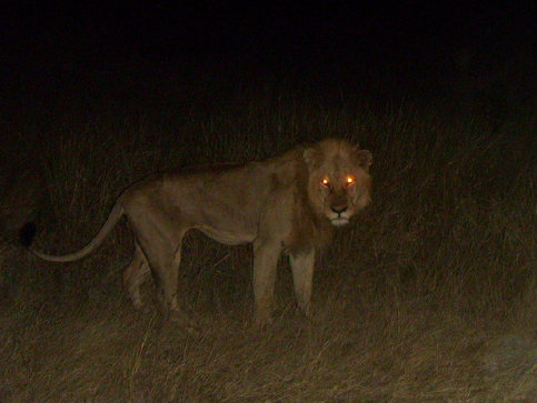 essex_lion_2001004.jpg