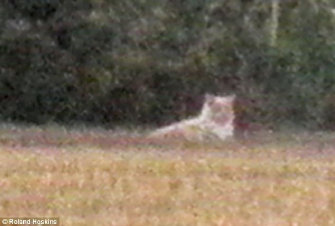 essex_lion_2001013.jpg