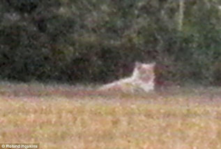 essex_lion_3001007.jpg