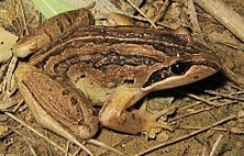 limnodynastes.jpg