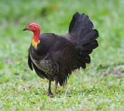 brushturkey.jpg