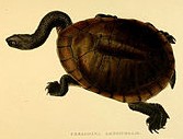 long-necked_turtle.jpg