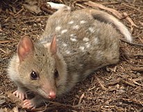 quoll.jpg