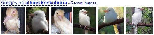 albino_kookaburra.jpg