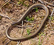 striped_legless_lizard.jpg