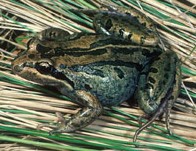 striped_marsh_frog.jpg