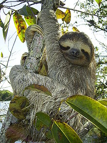 sloth.jpg