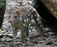 tiger_quoll.jpg