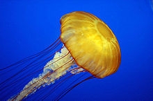 jellyfish.jpg