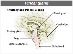 pineal_gland.jpg