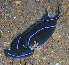 sea_slug.jpg