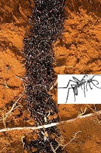 army_ants.jpg