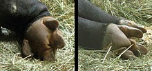 tapir_feet.jpg