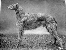 scottish-deerhound-dog.jpg