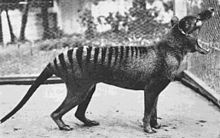 thylacine_4.jpg