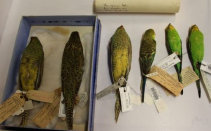 night_parrot001001.jpg