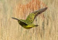 night_parrot001002.jpg