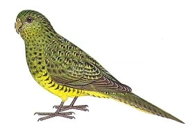 night_parrot001012.jpg