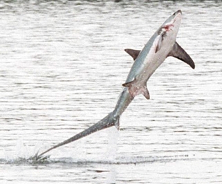 thresher_shark.jpg