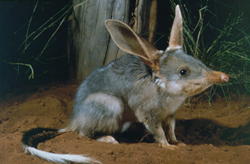 bilby.jpg