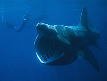 basking_shark.jpg