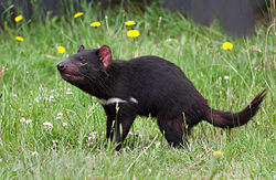 tasmanian_devil.jpg