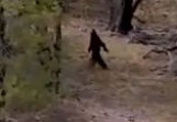 yowie_year_in_review_2019_part_iv001015.jpg